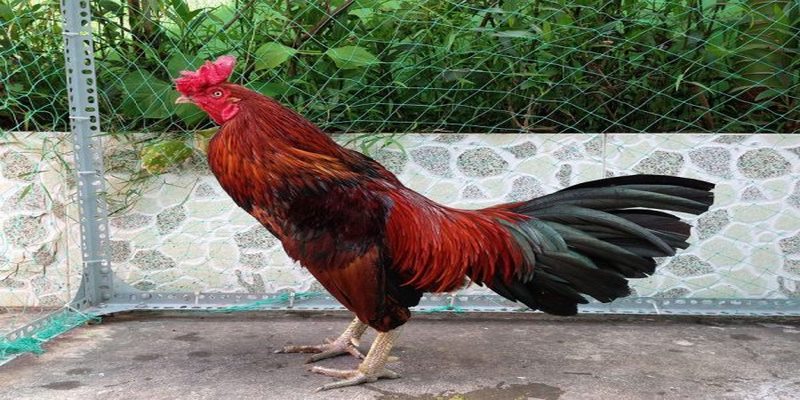 Gà điều mật có màu lông chủ đạo là đỏ thẫm