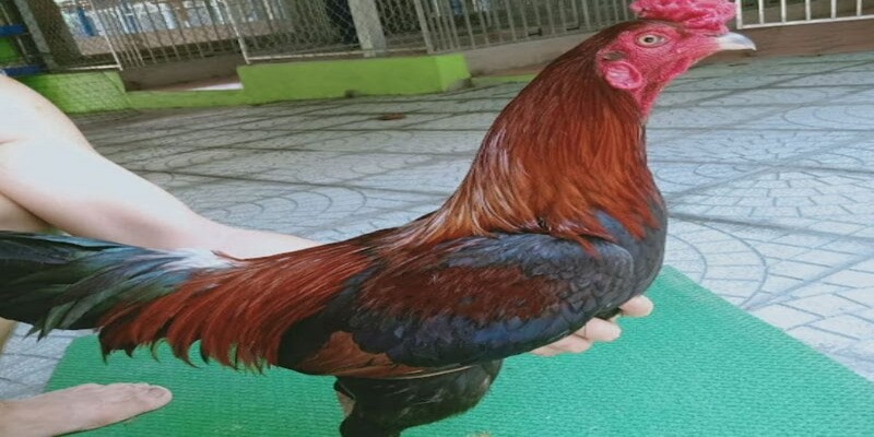 Gà Điều Xanh với bộ lông có tông màu xanh đen là chủ đạo 