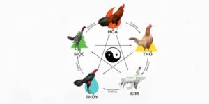 Trong ngũ hành, việc xem màu mạng gà theo ngũ hành khá đơn giản